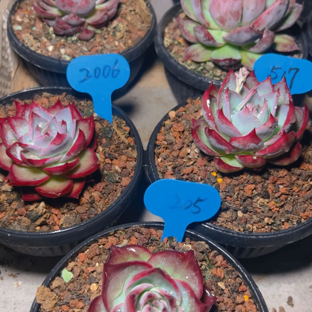 惊鸿仙子三颗517.205.2006号