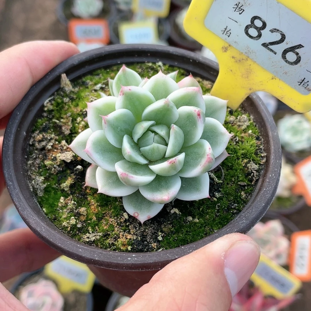 【闪购商品】826号