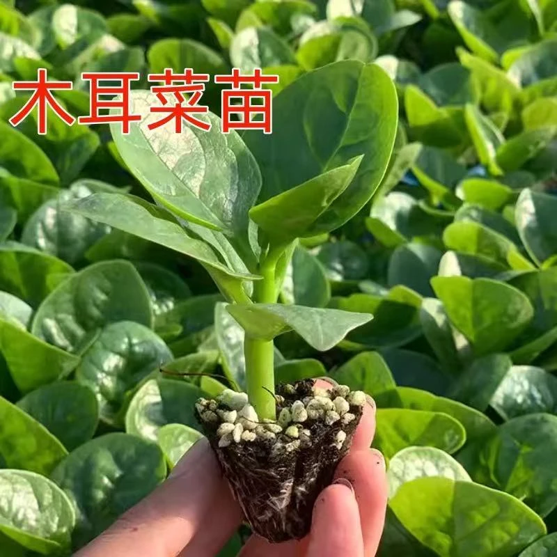 大叶木耳菜苗秧四季阳台盆栽庭院地栽圆叶木耳菜秧