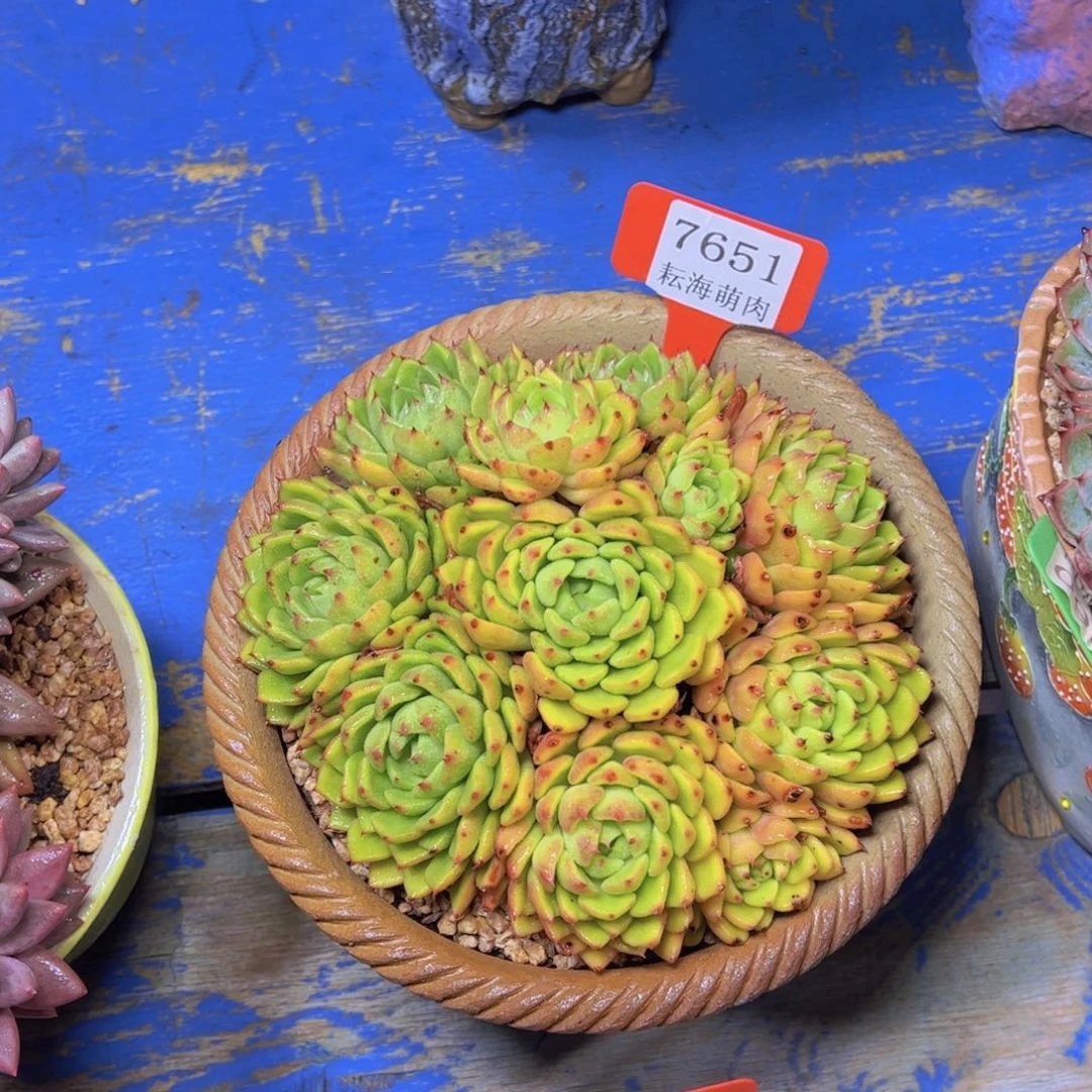 油画7651多肉植物