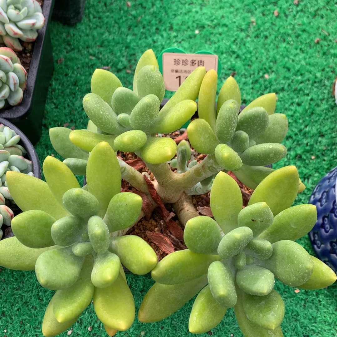 金蝉老桩无砍平头122