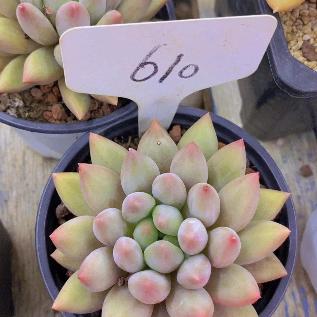 清货，一物一拍，不对比