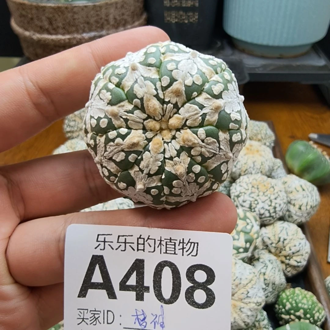 梦***神琉璃V兜有干疤哈哈哈