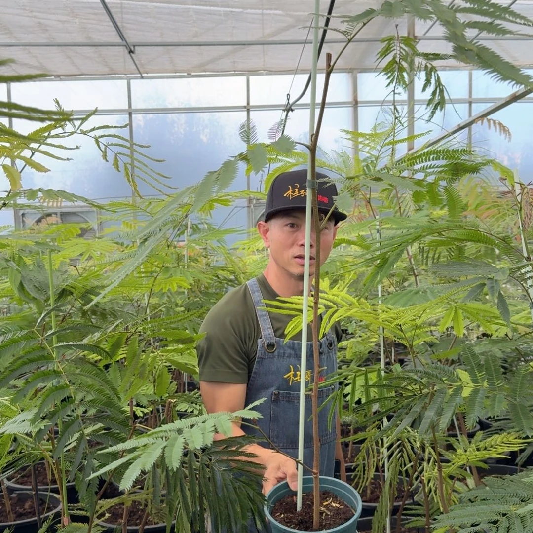 茹***里无花朵柱子哥泰国热值猴子128