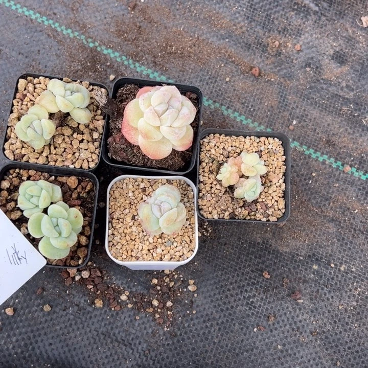 彩一物一拍专拍的