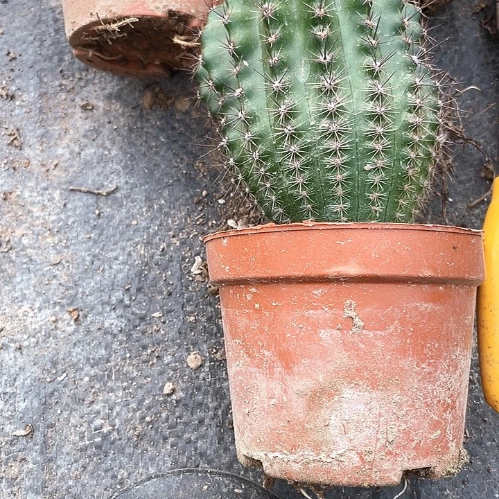 善*实生彩草1颗满18包邮