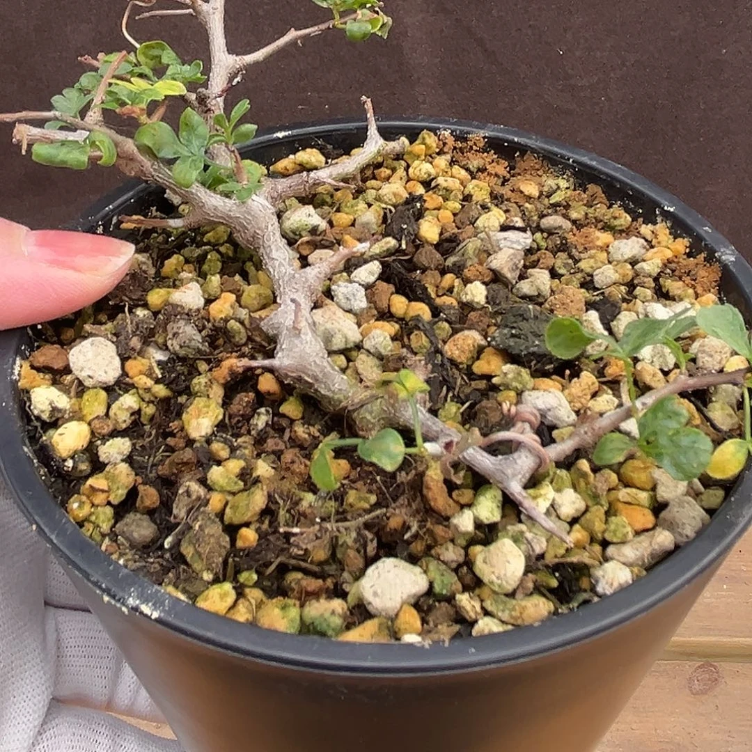 汤圆植物念珠橄榄