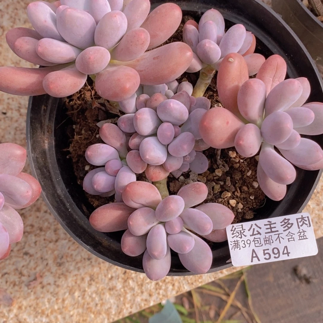 彩虹奶12cm594多肉植物