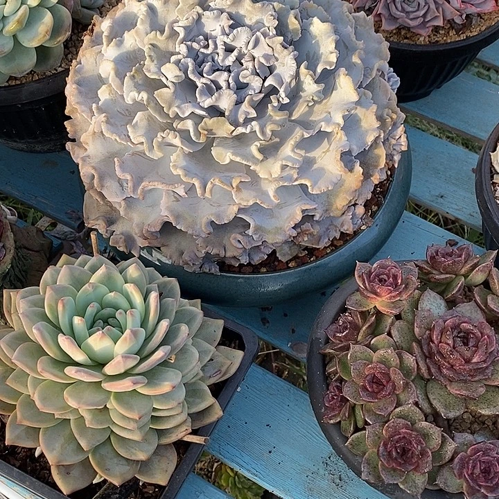 芭蕾舞者白饺子皮