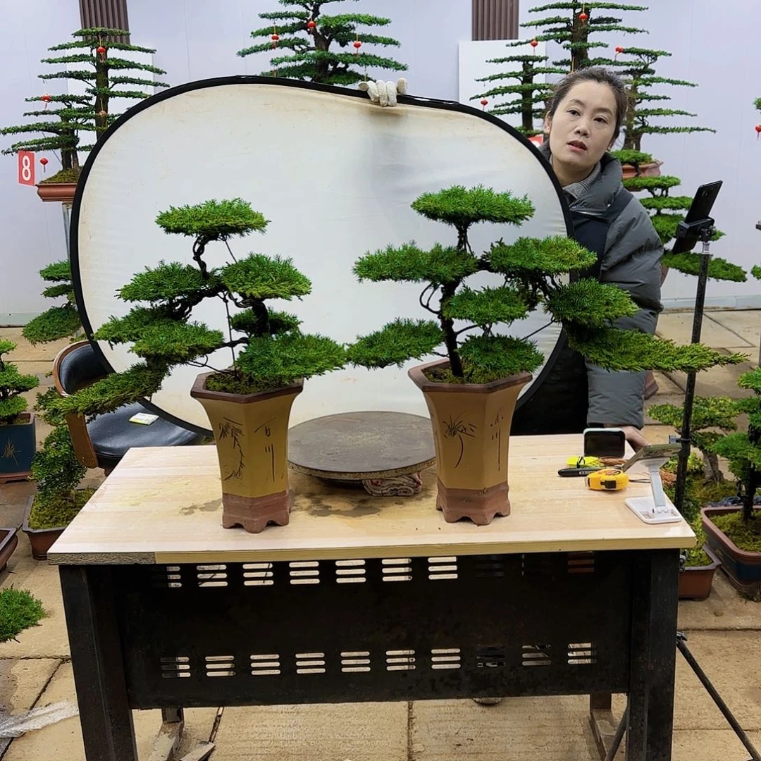 盆景直播间一物一拍