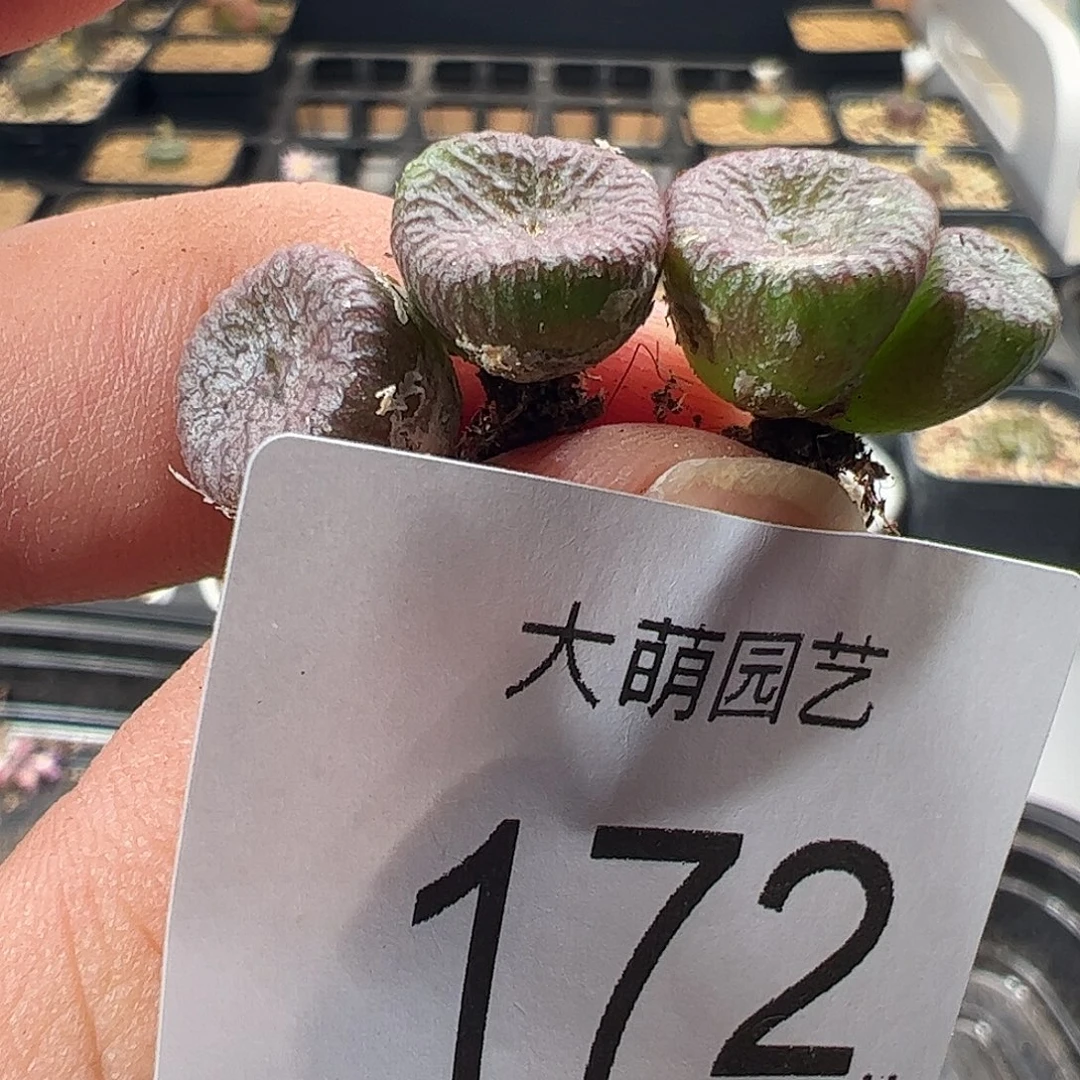 一物一拍。    172