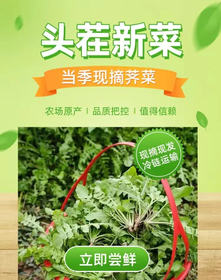 【顺丰包邮/冷鲜发货】农家种植新鲜荠菜现摘现发蒸炒刷火锅荠荠菜