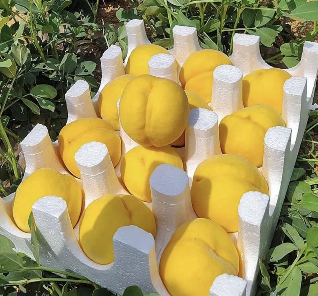 【四川黄桃 现摘现发 产地直发】