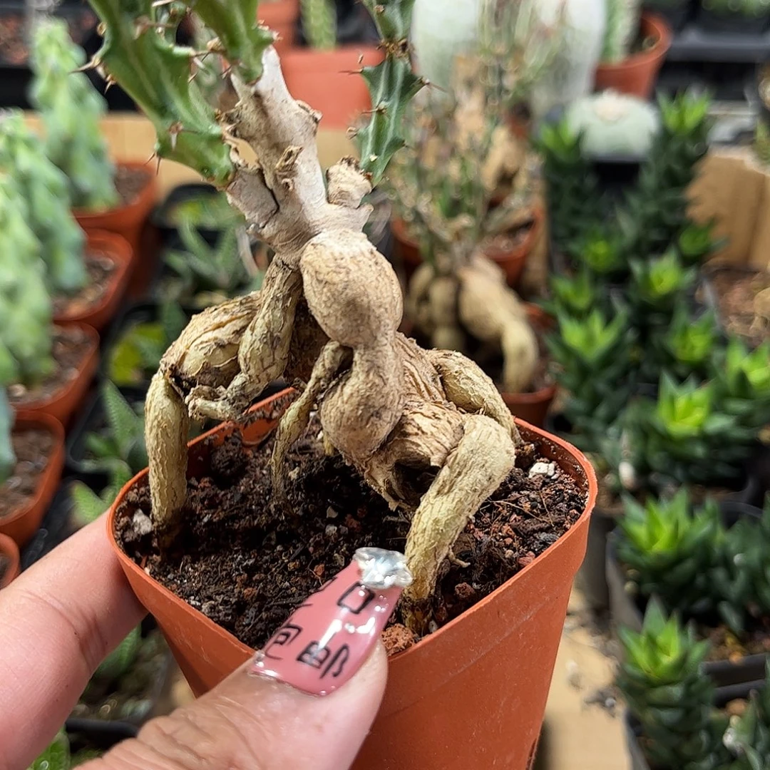 奴子麒麟单头发货单头