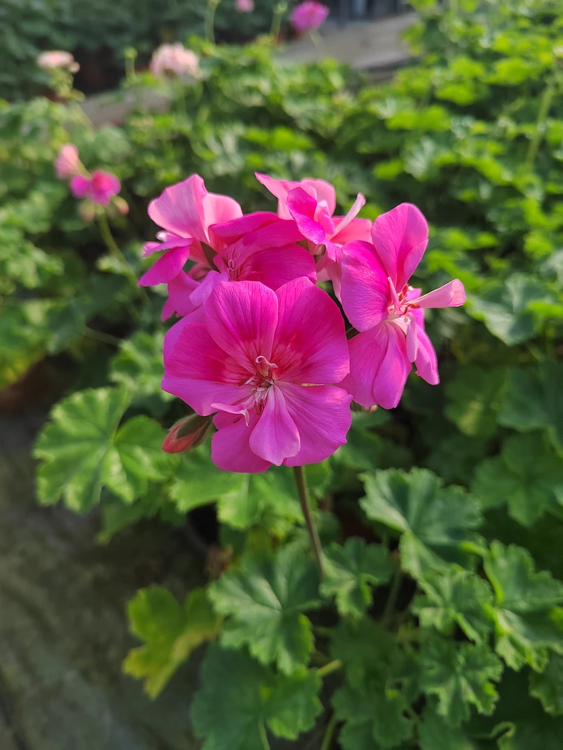 【贝蒂尔】半兽天竺葵（零下拍保温冻坏不售后）