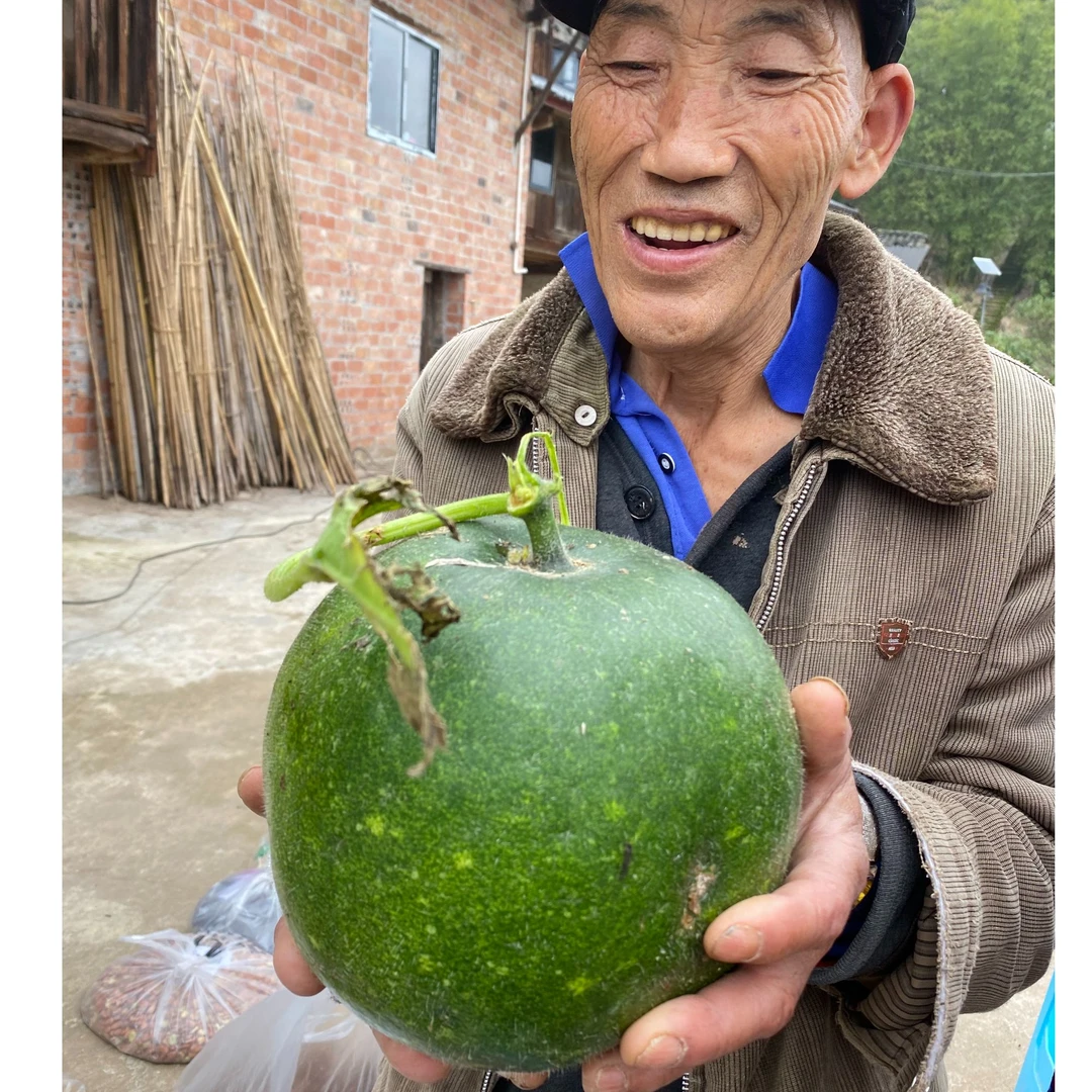 （蒋支书助农）冬瓜 村民自己种的冬瓜 小冬瓜