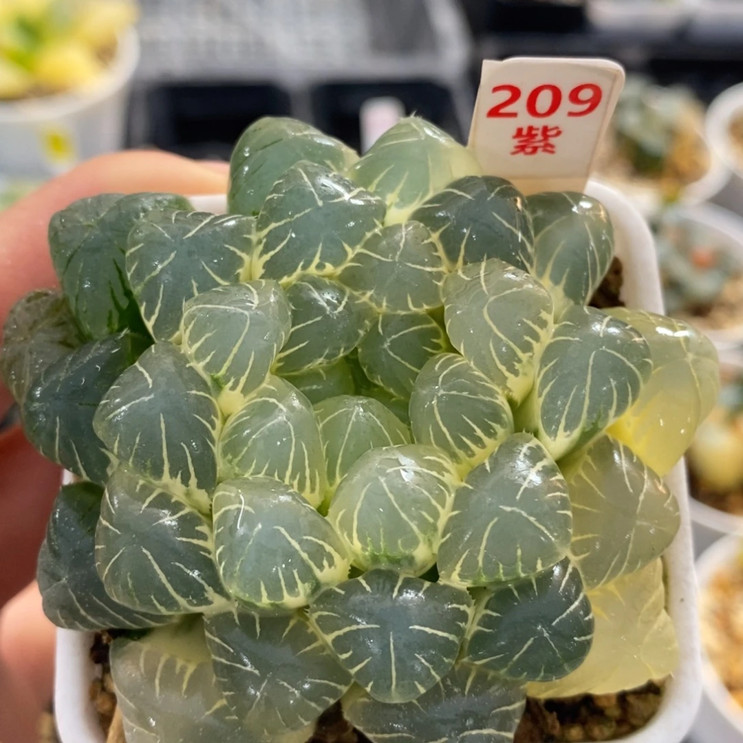 不开花植物209玉露