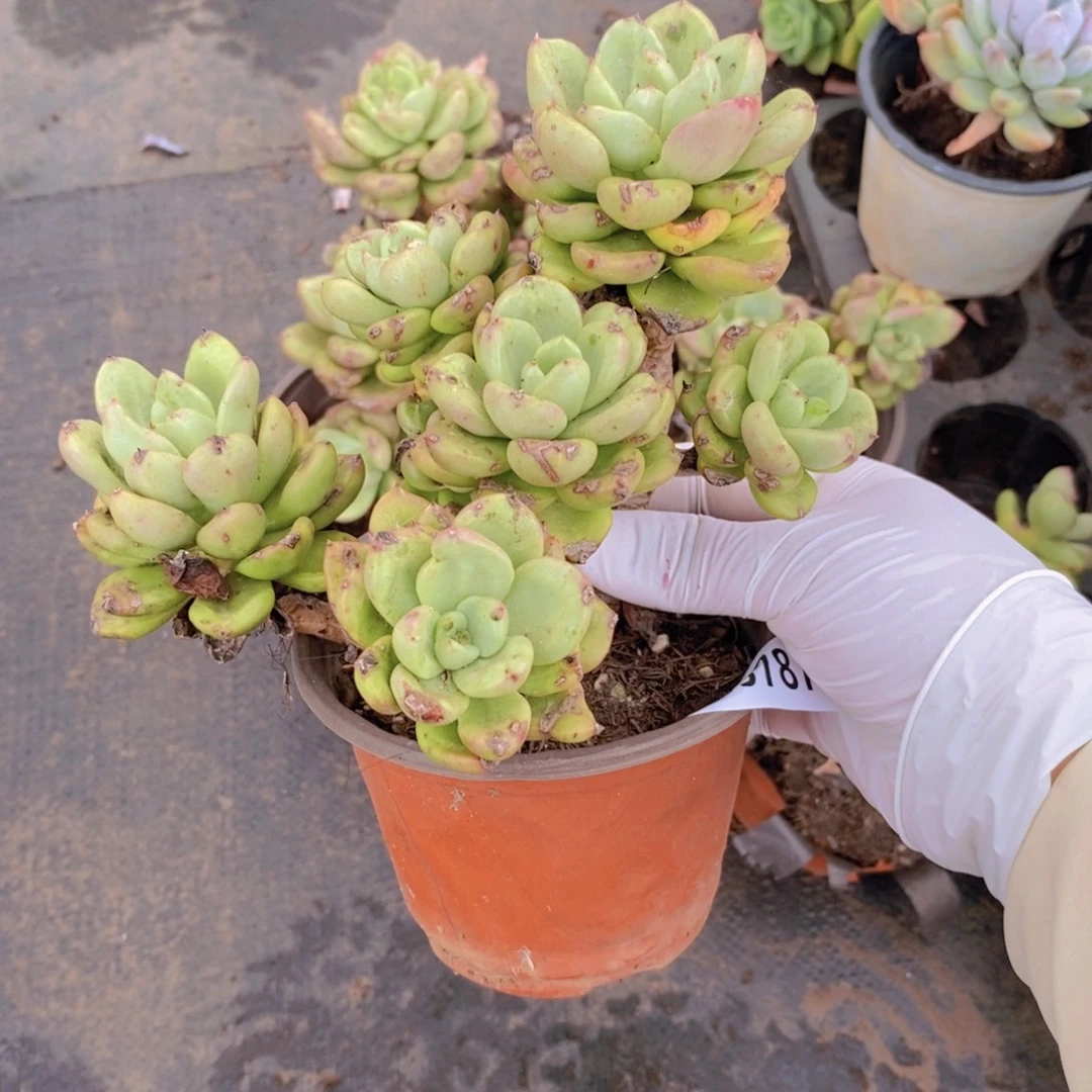 9187奶油鳄梨一物一拍