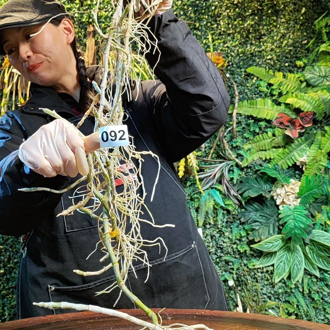 【闪购商品】92檀香花卉