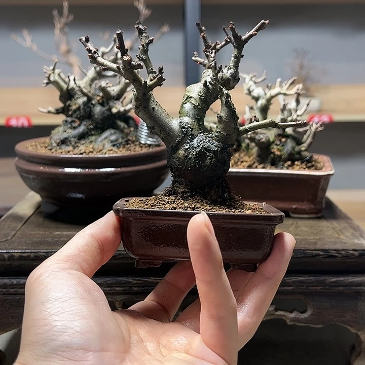 浅***璃无花朵雀梅盆景老庄盆景