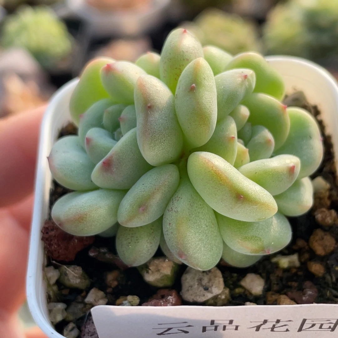 734号糖心冰心珍妮 灵仙