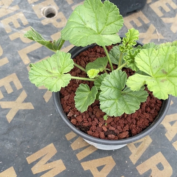 119冰淇淋香草杨葵