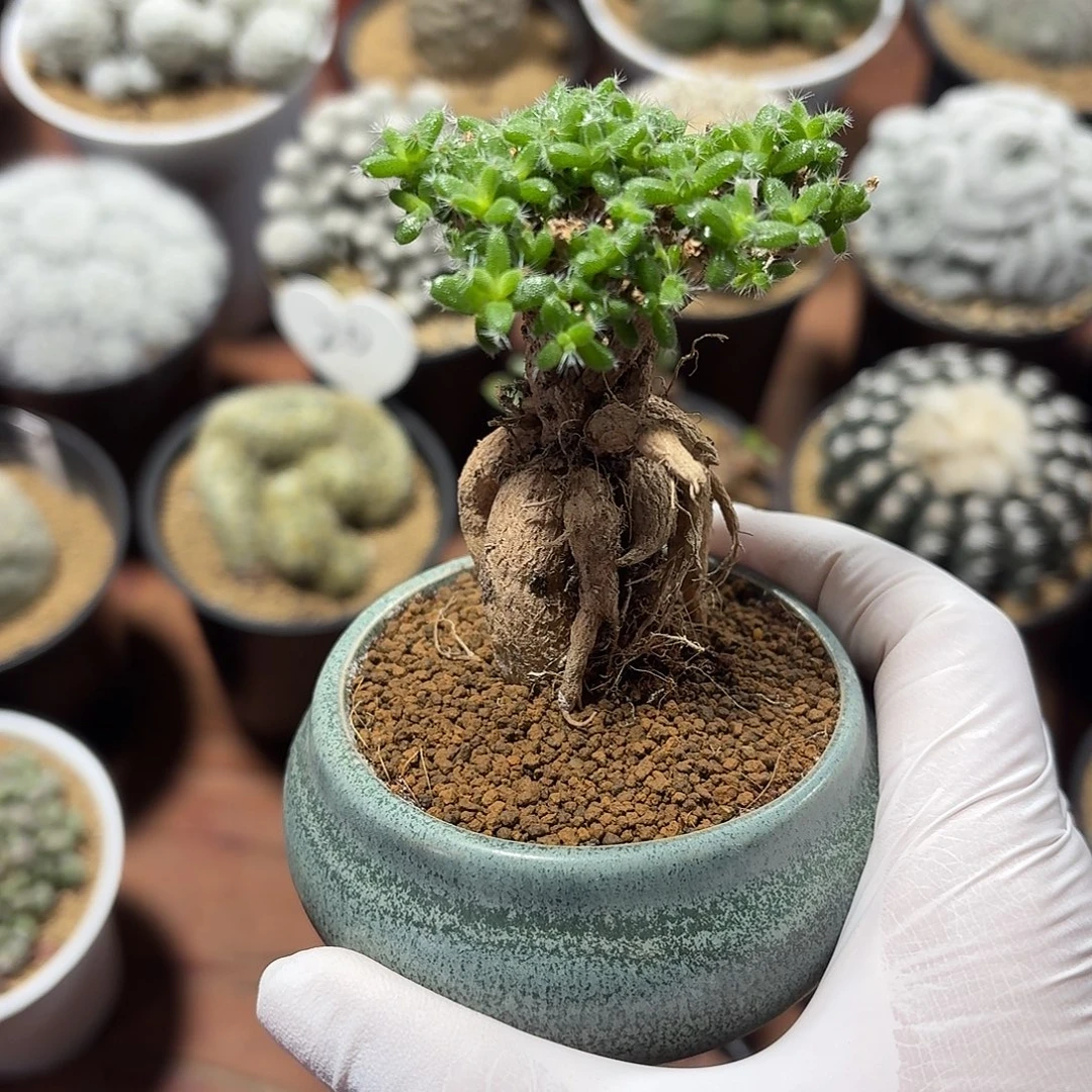 h***e姬红小松仙人球12345