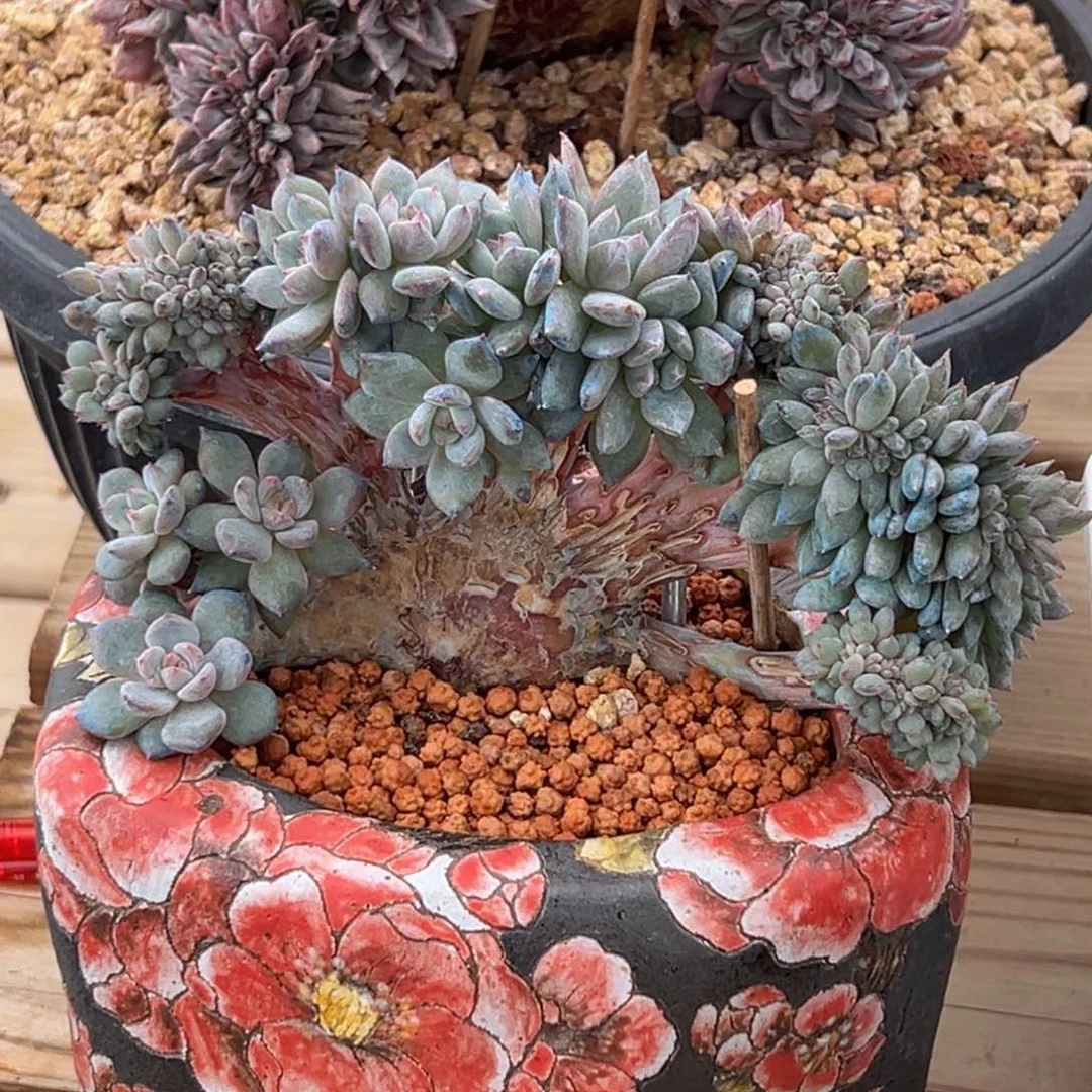 新年快乐 新年快乐