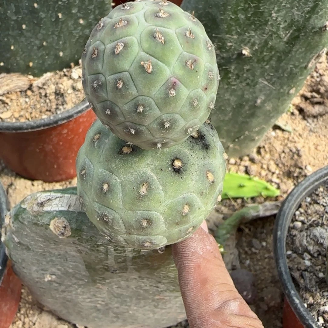 【闪购商品】无花朵8*补杂交大型