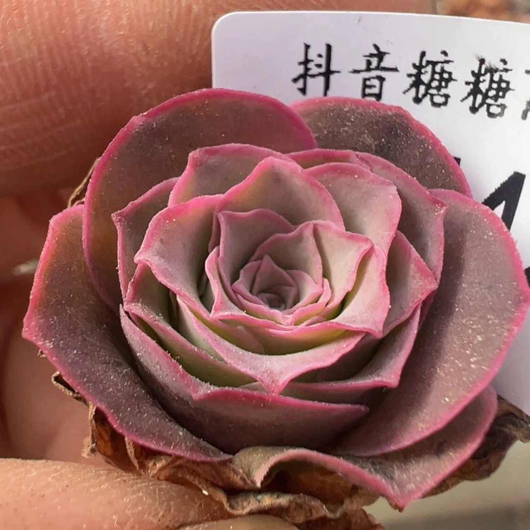 心****花绝色   T542