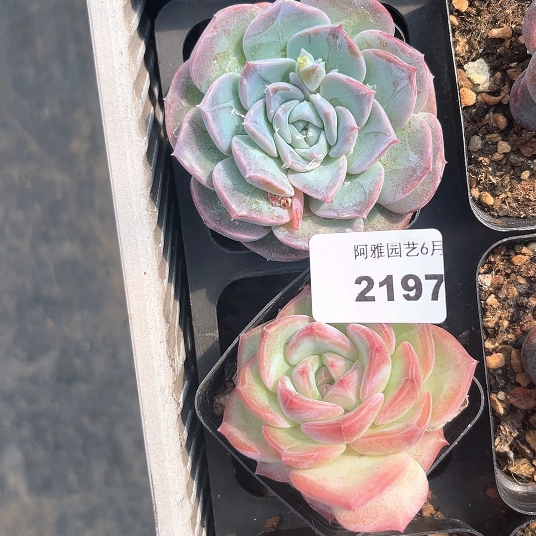 阿雅园艺。   2197