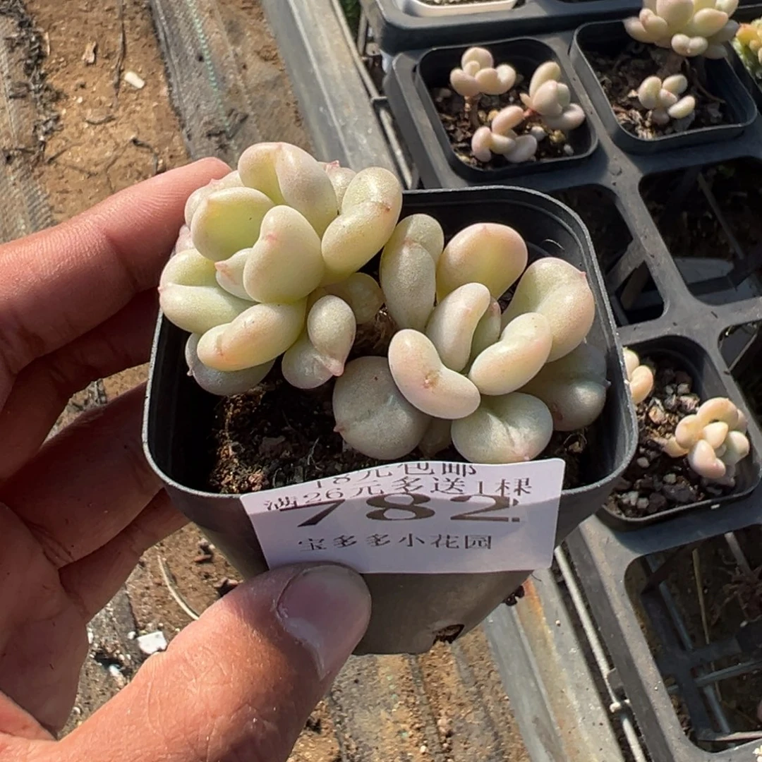 782号双头小老庄比尔盖茨