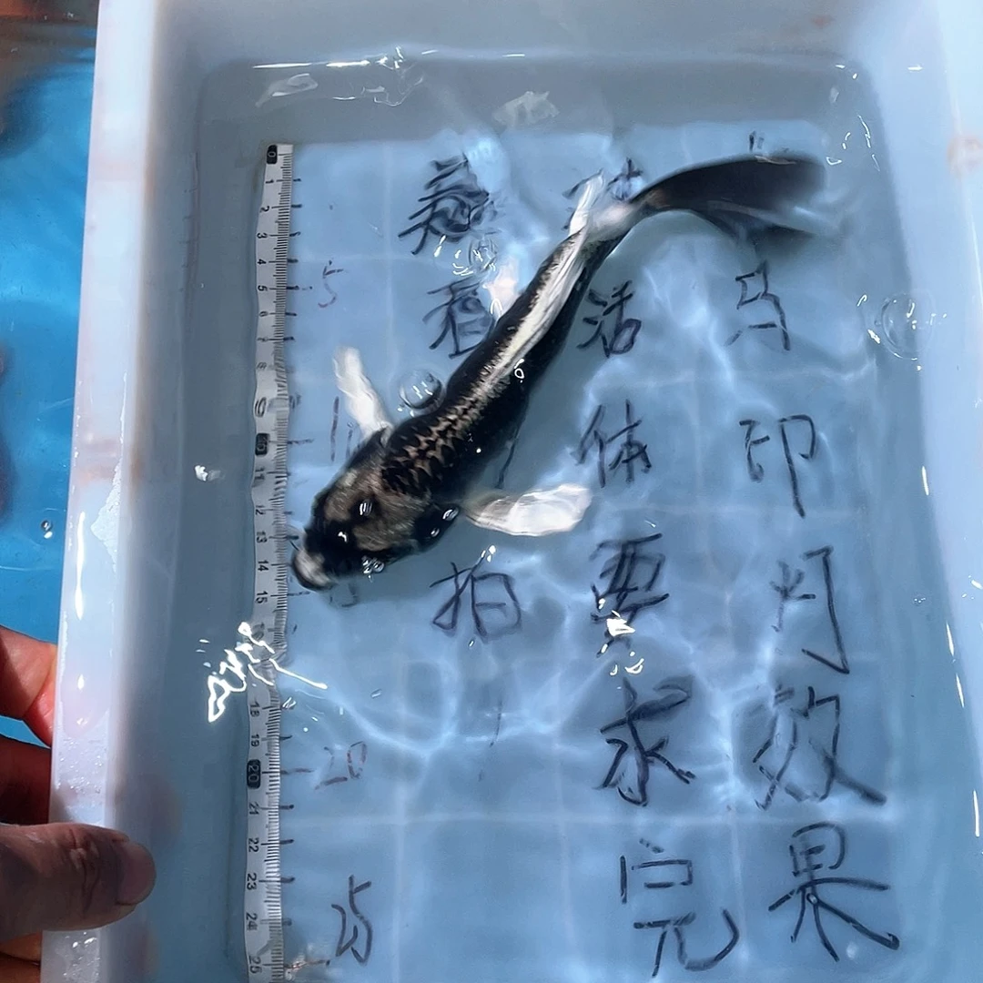 蝴蝶鲤渔场直发96
