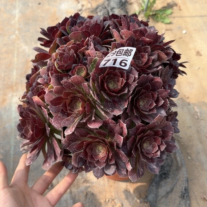 荷兰玫瑰……多肉植物……