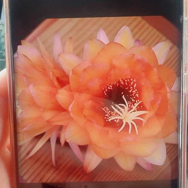 毛花柱星橙侧芽拍一发二