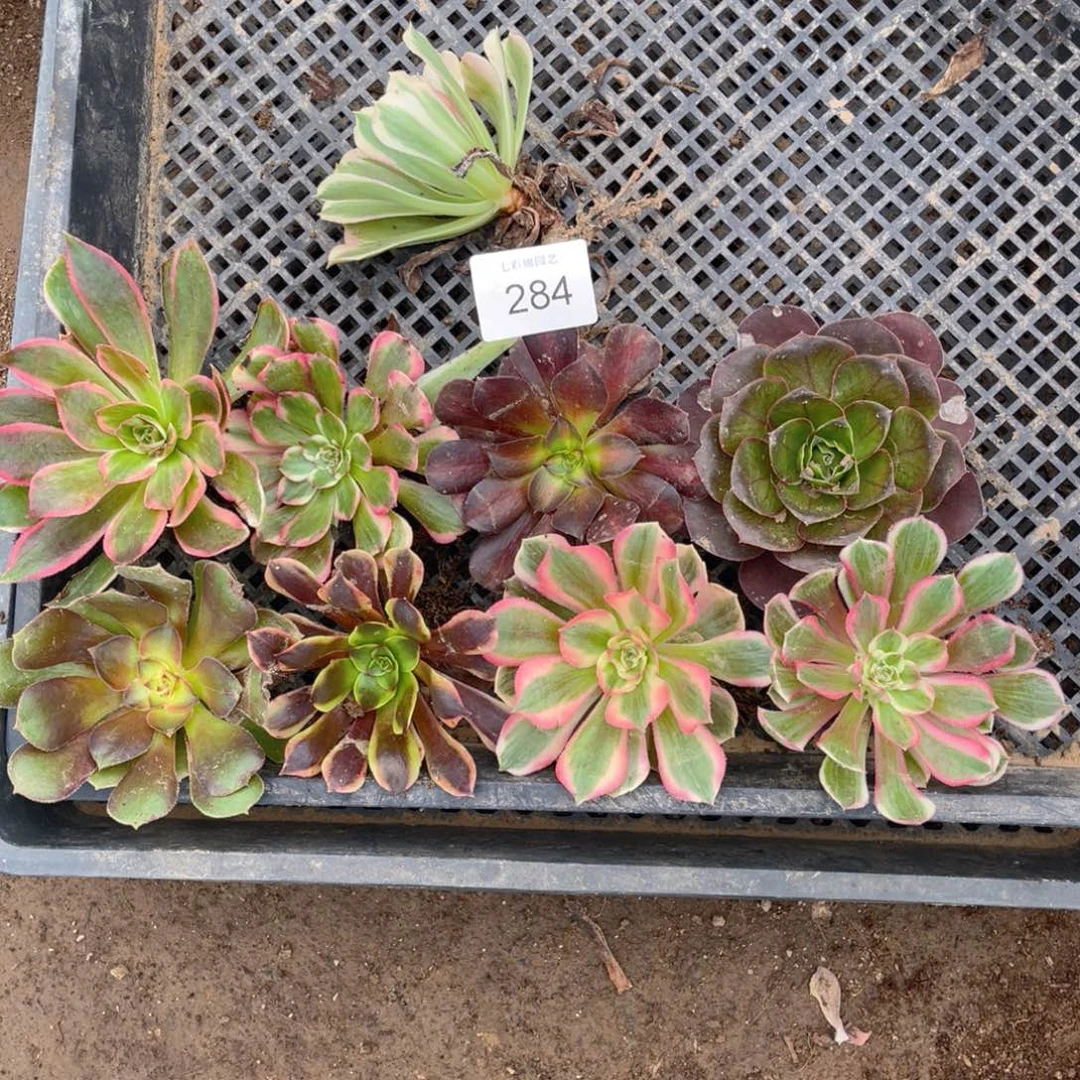 284法师锦多肉组合8颗