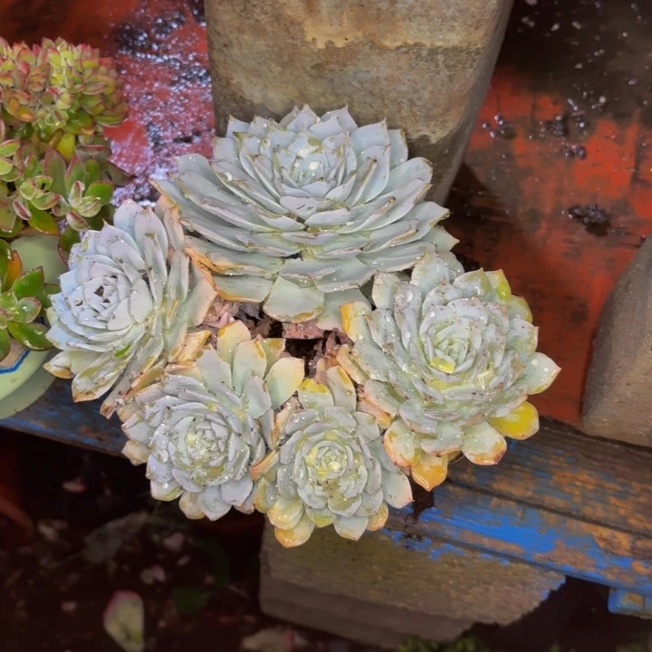 曼***曼老桩精品肉肉粉蓝鸟