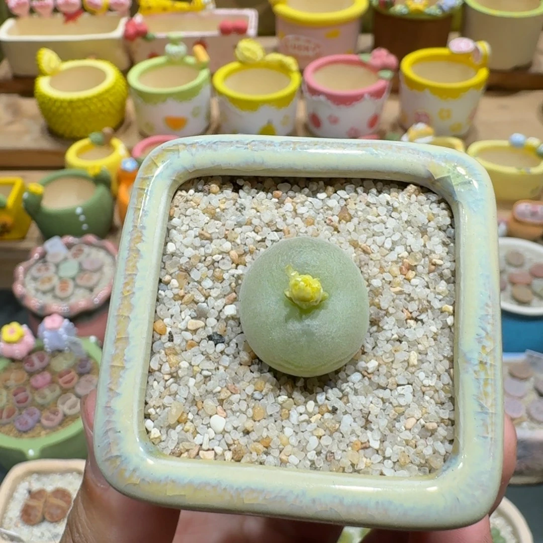 蘑菇1124空卡佛多肉植物
