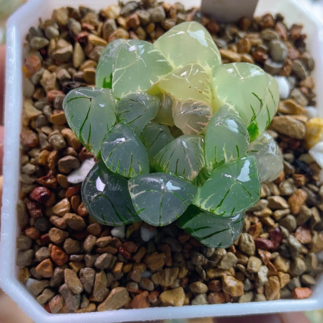 10.十二卷多肉水中月玉露锦。