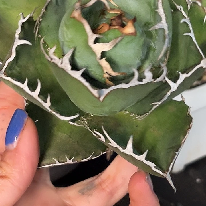 无花朵龙舌兰仁王冠卡比兽