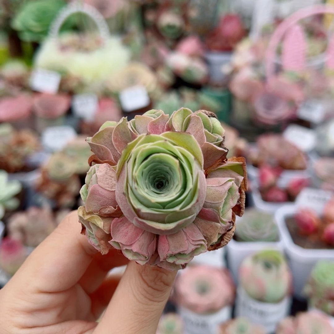 249落樱手捧花。