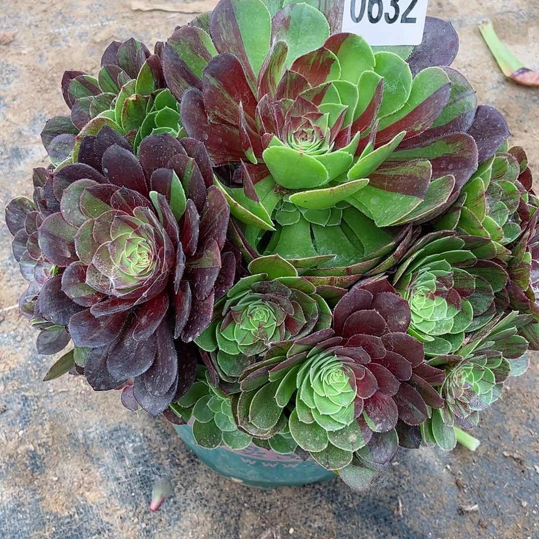 多肉植物花月夜632