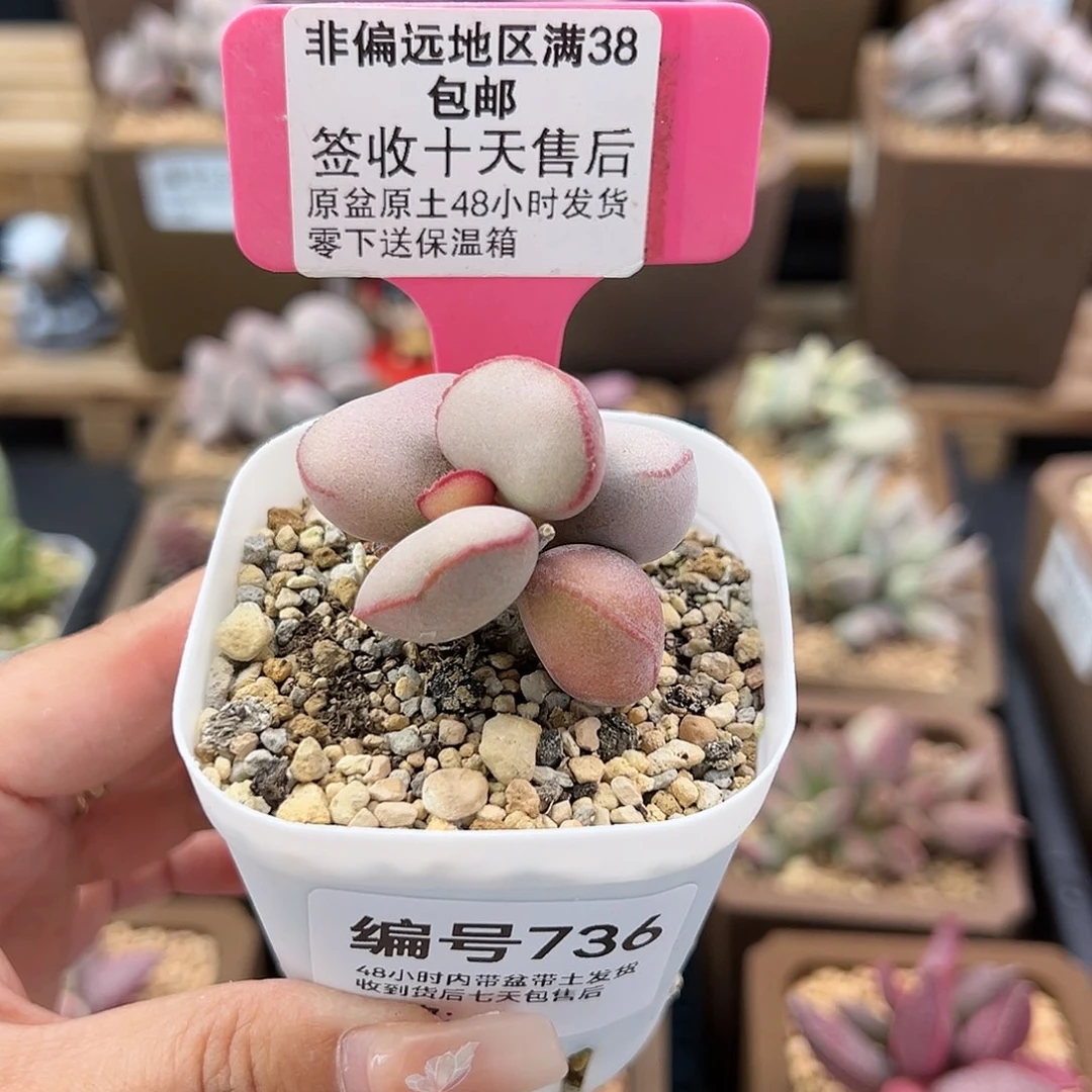 736白肌红蛋多肉植物