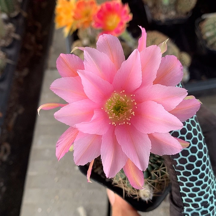 642 实生丽花6厘米盆