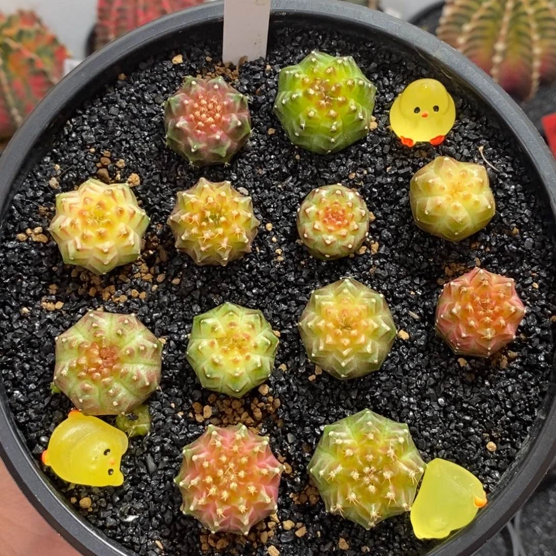 泰系实生轮回128一个随便挑