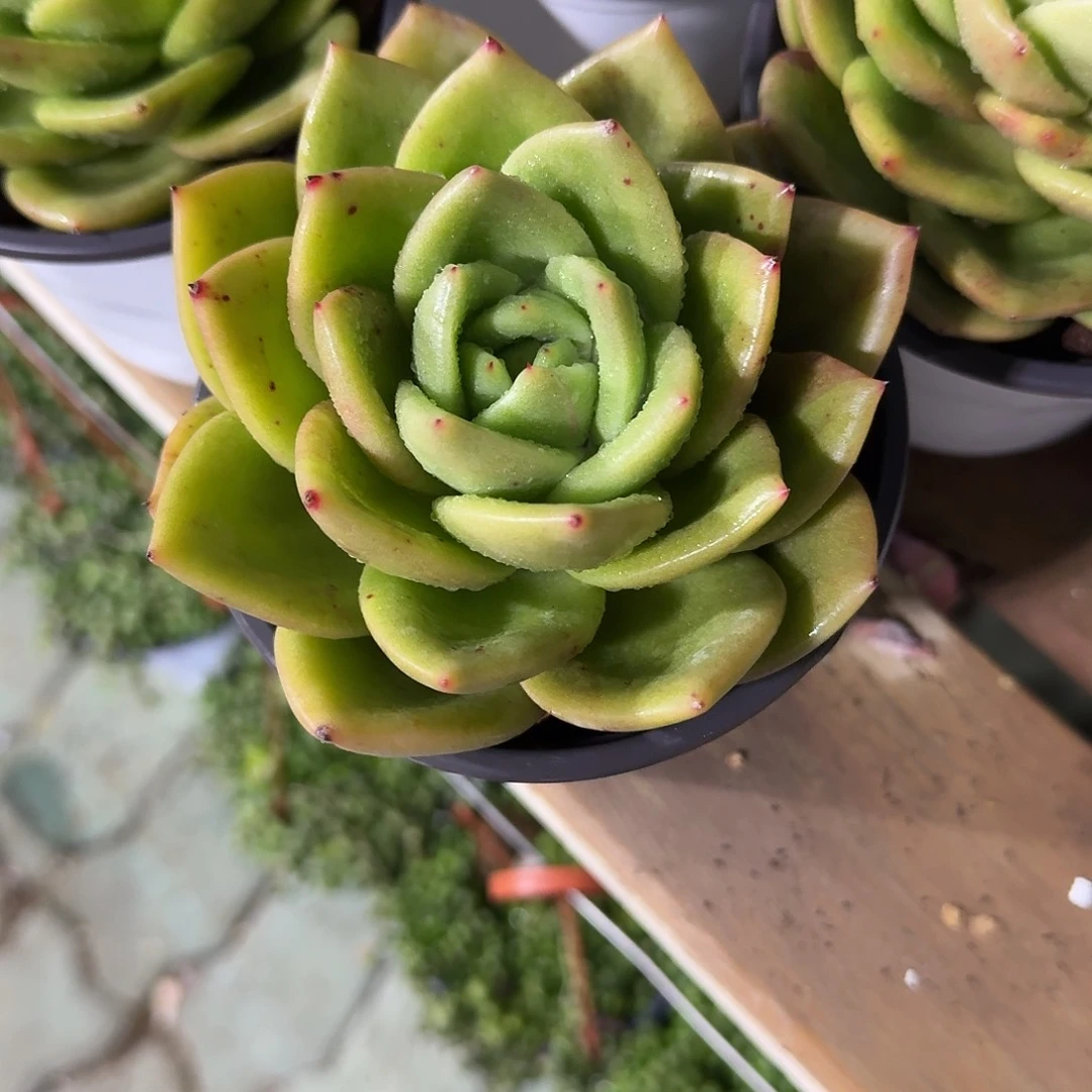 翠花多肉植物精品