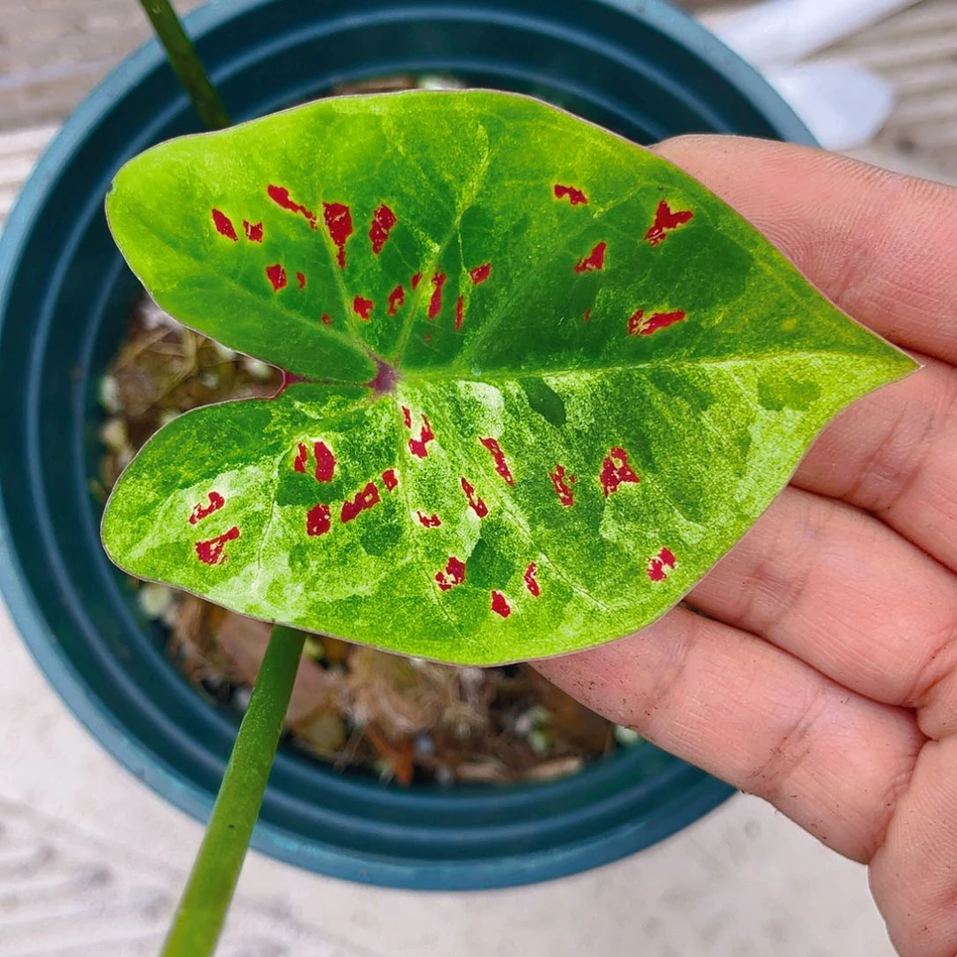 完全开放泰彩一物一拍511