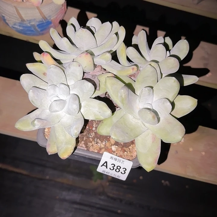 拇指仙女杯多肉植物