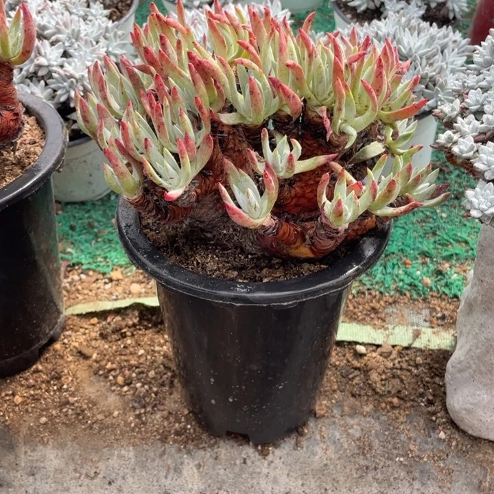 金***居417号莫然一多肉植物