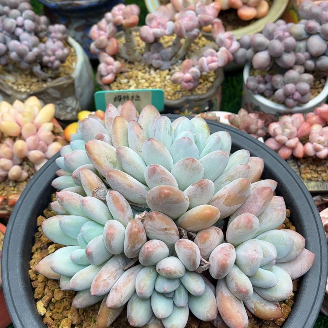 橘****笑ton k lo ju lo